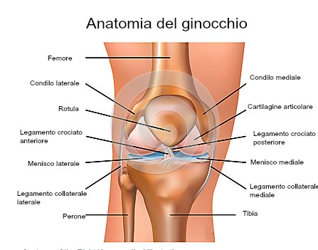 Il ginocchio la sua anatomia e fisiologia normale